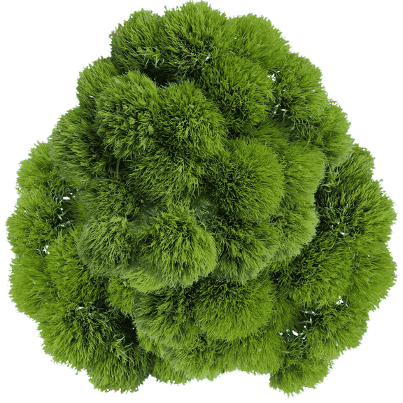 125 Stems of Green Ball Flowers- Beautiful Fresh Cut Flowers- Express Delivery