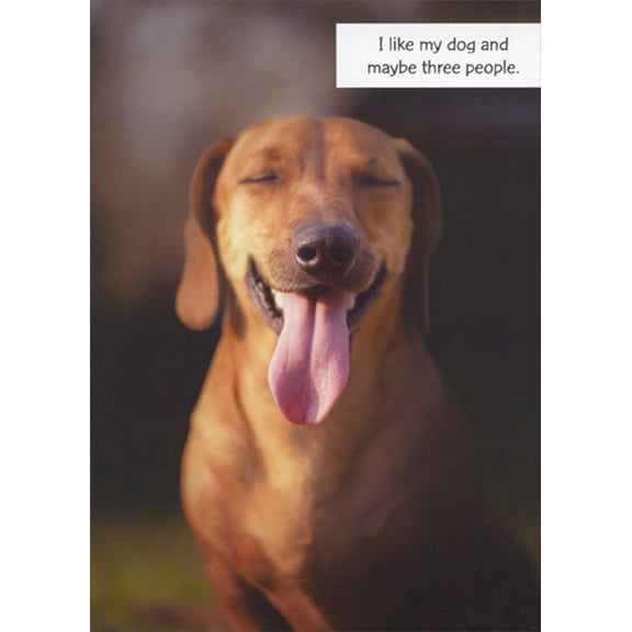 Designer Greetings Brown Dog with Closed Eyes Sticking Out Tongue Funny / Humorous Birthday Card