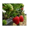 thumbnail image 2 of Supersweet Everbearing Strawberry Plant-two (2) Live Plants - Not Seeds -Each 5"-7" Tall in 3.5 Inch Pots, 2 of 5