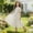 Beige a, variant on Girls Midi Dresses, A-Line Solid Short Sleeve Crew Neck Casual Summer Dresses for Girls White Size 15