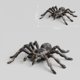 thumbnail image 5 of 6 Piezas 9,5 cm Gran Falso Juguete Modelo de Insecto Araña Realista Divertido Accesorio Aterrador de Halloween, 5 of 5