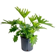 Costa Farms Live Indoor 2ft. Philodendron, Grower Pot
