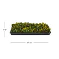 thumbnail image 3 of Expert Gardener 10x20 Multicolor Sedum Tile Live Perennial Plant, 3 of 6