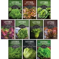 Lettuce Seeds for Planting | 10 Heirloom Lettuces – Annual Full Sun Garden Vegetables