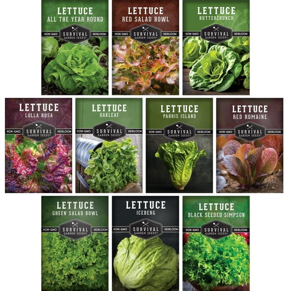 Lettuce Seeds for Planting | 10 Heirloom Lettuces – Annual Full Sun Garden Vegetables