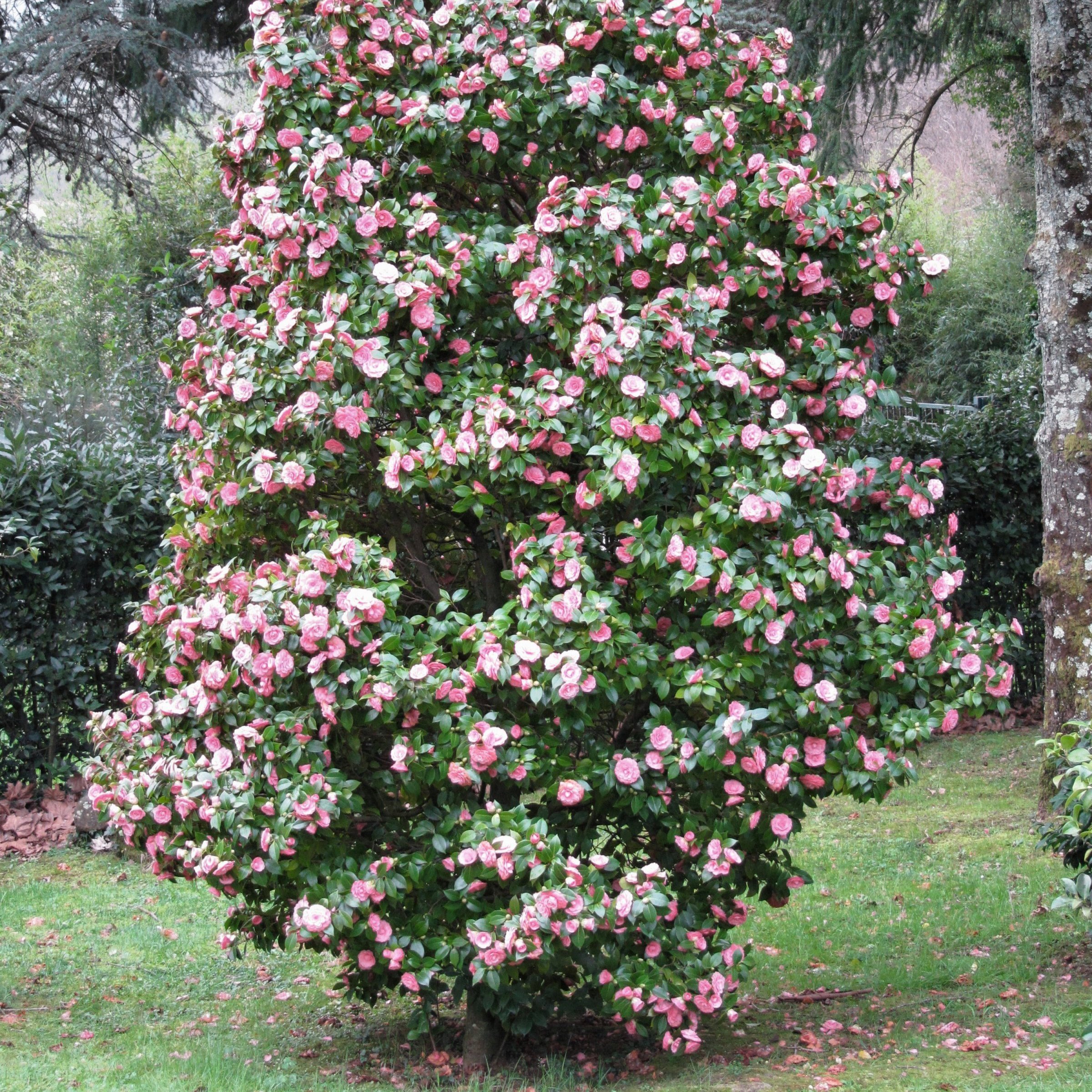 National Plant Network 1 gal. Camellia Sasanqua Leslie Ann Shrub
