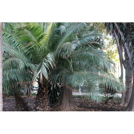 5 Rare seeds-  Cliff Date Palm -Tropical Container Gardening - Can Be grown Outdoors in Warm Climates - Phoenix