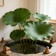 thumbnail image 4 of Artificial Lotuses Leaf For Spring Summer Floral Arrangement Vase Decor Realistic Faux Green Leafs Pond Decoration Photography Prop, 4 of 6