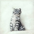 thumbnail image 3 of Attura, Nadia 12x12 Black Modern Framed Museum Art Print Titled - Cat Winks, 3 of 5