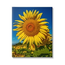 Stupell Industries Summery Sunflower Plant Blooming Summertime Clear Sky Photograph Gallery Wrapped Canvas Print Wall Art, Design by Steve Smith