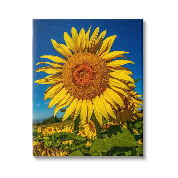 Stupell Industries Summery Sunflower Plant Blooming Summertime Clear Sky Photograph Gallery Wrapped Canvas Print Wall Art, Design by Steve Smith