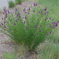 100 Clover Seeds - Non- Flower Seeds for Gardening - for Ground Cover and Pollinator Gardens - Easy to Grow in Various Climates