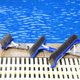 thumbnail image 4 of Greeniant Cepillo para piscina, patio, piscinas, herramientas de de azulejos, de azulejos, depuradores, accesorios de eliminación Deportes acuáticos, 4 of 6