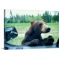 thumbnail image 1 of Great BIG Canvas | "British Columbia, Black Bear looks in camper window near Mt. Robson National Park" Canvas Wall Art - 30x20, 1 of 2
