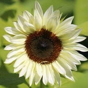 20 Procut White Nite Sunflower Seeds - For Summer Plantings
