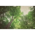 thumbnail image 3 of Urquhart, Elizabeth 14x11 Black Modern Framed Museum Art Print Titled - Emerald Canopy 1, 3 of 5