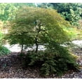 thumbnail image 2 of Tamukeyama Japanese Maple - Bonsai or Outdoors - Acer palmatum - 5.5" Pot, 2 of 4