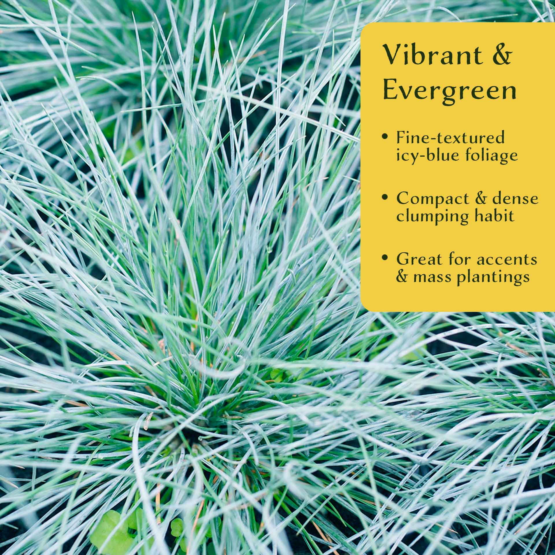 12 Elijah Blue Fescue – Compact Silvery-Blue Evergreen Ornamental Grass for Borders, Edging & Rock Gardens (Festuca ovina ‘Elijah Blue’) in 2.5” Cubes, Live Plants