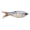 Steel Shad, variant on ECO GlideBait Steel Shad