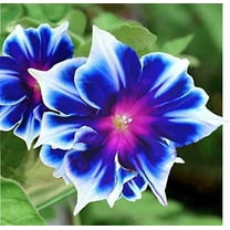 100  Rare Blue and White Morning Glory Vine Seeds | Beautiful Climbing Vine, Perennial Blue Garden Flowers