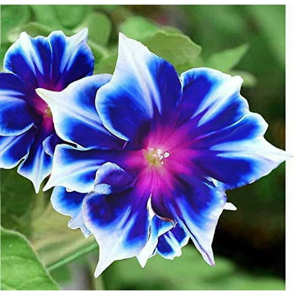 100 Rare Blue and White Morning Glory Vine Seeds | Beautiful Climbing Vine, Perennial Blue Garden Flowers