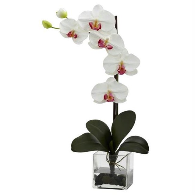 Orchidée Phal Géante avec Arrangement de Vase