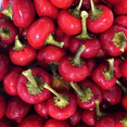 thumbnail image 5 of Cento Hot Cherry Peppers Hoagie Spread, One (1) Glass Jars, 12 Fl Oz, Gluten-Free, Vegetarian, 5 of 8
