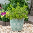 thumbnail image 4 of Better Homes & Gardens 2QT Multicolor Euphorbia Ascot Rainbow Live Perennial Plant Partial Sun, 4 of 6