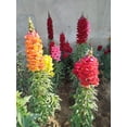 thumbnail image 3 of 2000 SNAPDRAGON CORONA MIX Antirrhinum Majus Flower Seeds, 3 of 10