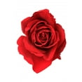 thumbnail image 2 of Red Rose Wall Mural Decal by Wallmonkeys Vinyl Peel and Stick Graphic (48 in H x 37 in W, 2 of 4