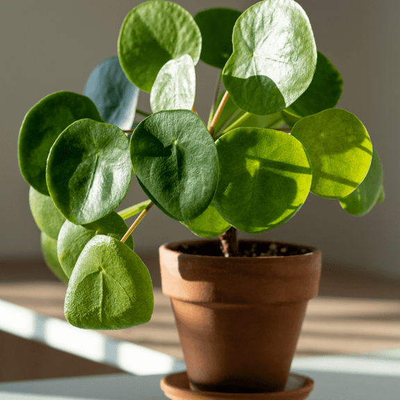 Chinese Money Plan Live, Pilea Peperomioides Plant Live, Coin-Shaped, Easy Care Houseplant, Potted in 2 Inches Pot
