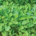 thumbnail image 4 of Burpee Organic Rocket Arugula Vegetable Seed, 1-Pack, 4 of 6