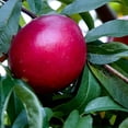 thumbnail image 2 of Panamint Nectarine Live Bareroot Fruit Tree (1-Pack), 2 of 3