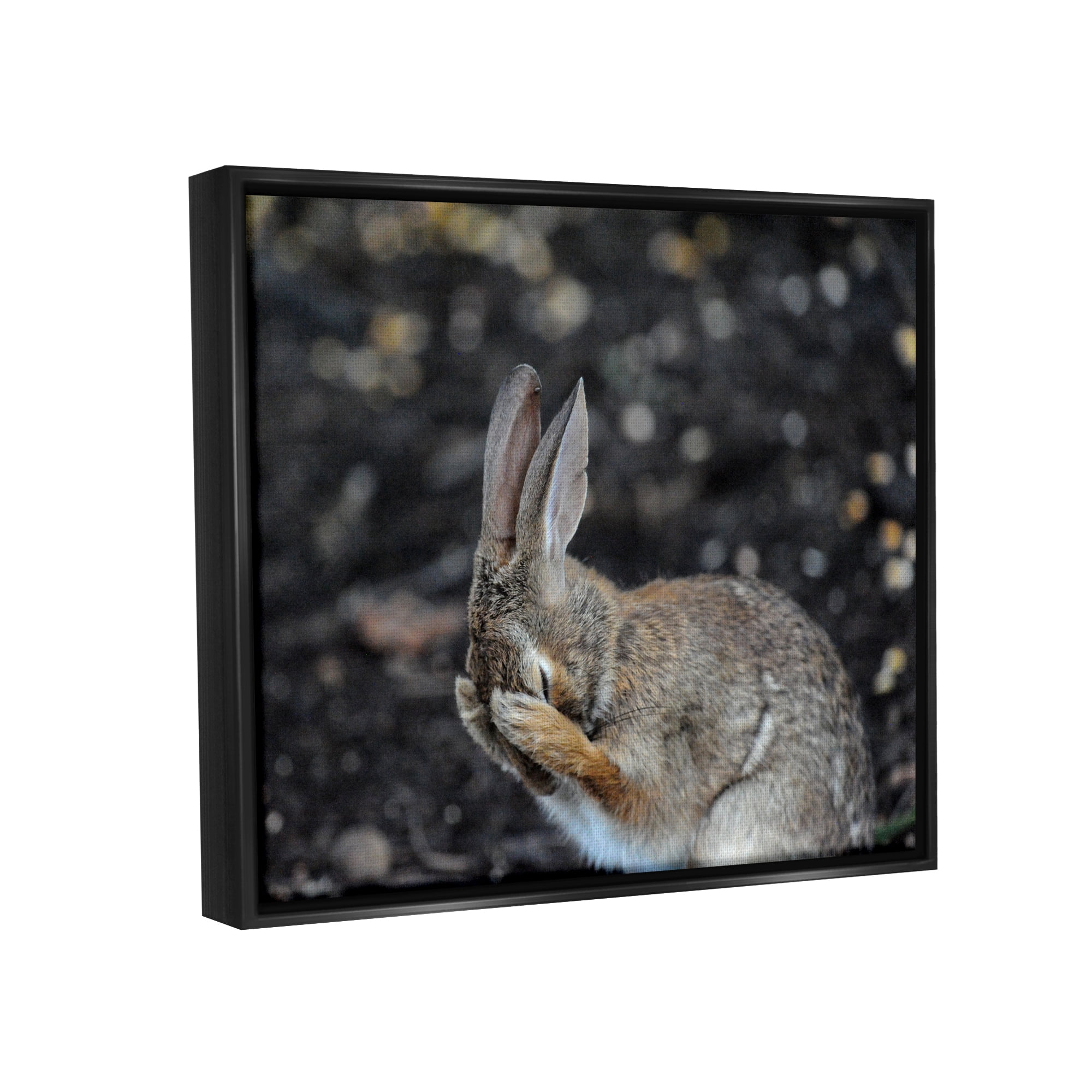 Stupell Industries Embarrassed Rabbit Photograph Animals & Insects Photography Black Floater Framed Canvas Art Print Wall Art, 21 x 17