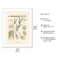thumbnail image 2 of Açaí Palm Tree (Euterpe oleracea) - Betal nut-subfamily - Vintage Botanical Illustration by Carl Friedrich Philipp von Martius c.1820s - Bamboo Fine Art 290gsm Paper (Unframed) 12x16in, 2 of 4