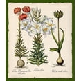 thumbnail image 2 of Lavoie, Tina 15x17 Gold Ornate Wood Framed with Double Matting Museum Art Print Titled - Botanica Nostalgia III, 2 of 4