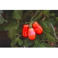 thumbnail image 2 of San Marzano II Italian Tomato (Solanum lycopersicum) Seeds - 100+ Non-GMO Heirloom Seeds for Planting by Isla's Garden Seeds, Perfect for Home Gardens, 2 of 6
