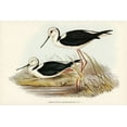 thumbnail image 2 of Gould, John 18x13 White Modern Wood Framed Museum Art Print Titled - White-headed Stilt-Himantopus leucocephalus, 2 of 4