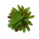 thumbnail image 1 of Adorno Hogar Artificial Perfecl plantas suculentas Plástico, 1 of 8