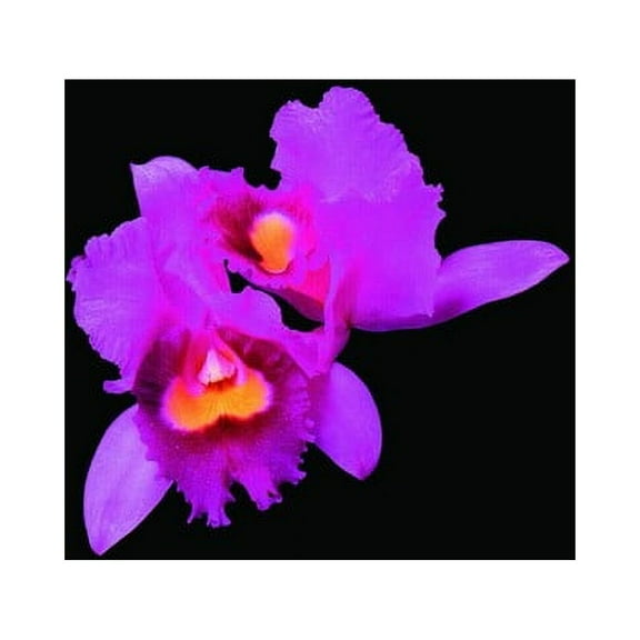 Opeth - Orchid - Music & Performance - CD