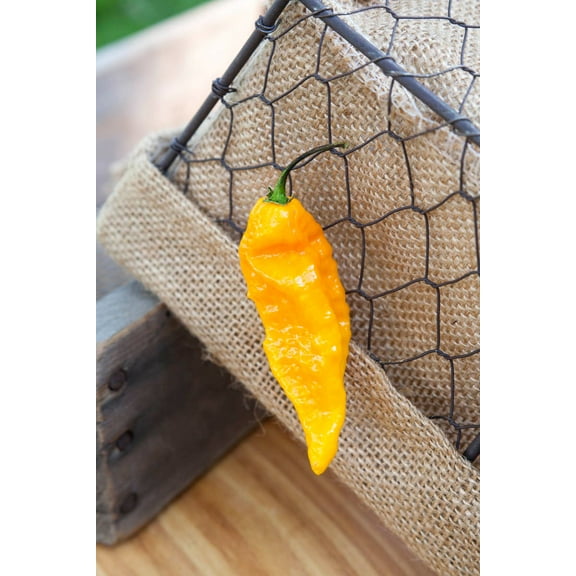Yellow Ghost Pepper Bhut Jolokia Heirloom Pepper Premium Seeds Packet