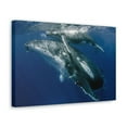 thumbnail image 2 of Whale Couple Whale Couple Print Animal Wall Art Wildlife Canvas Prints Wall Art Ready to Hang Unframed, 2 of 18