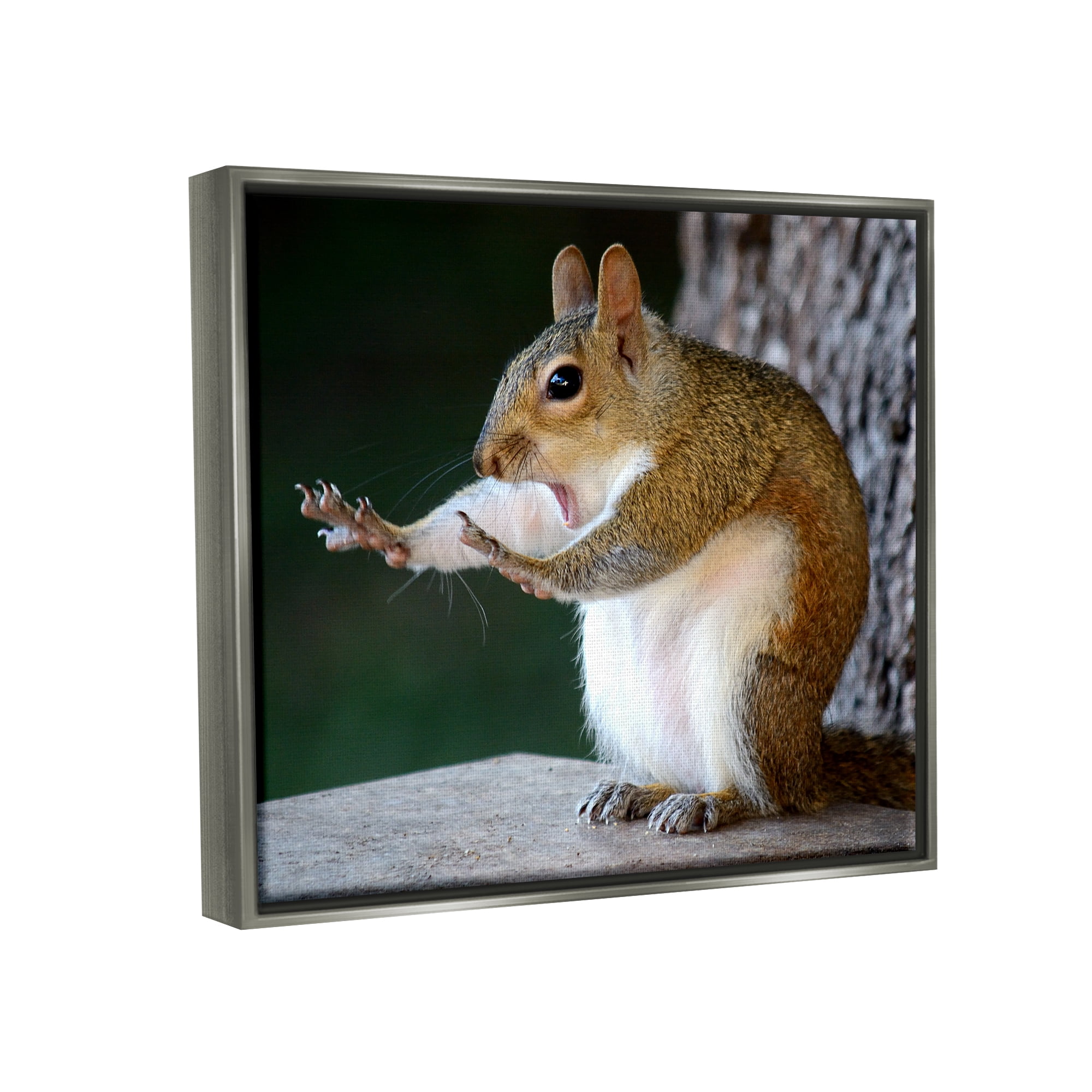 Stupell Industries Funny Shocked Pose Squirrel Animals & Insects Photography Gray Floater Framed Canvas Art Print Wall Art, 31 x 25