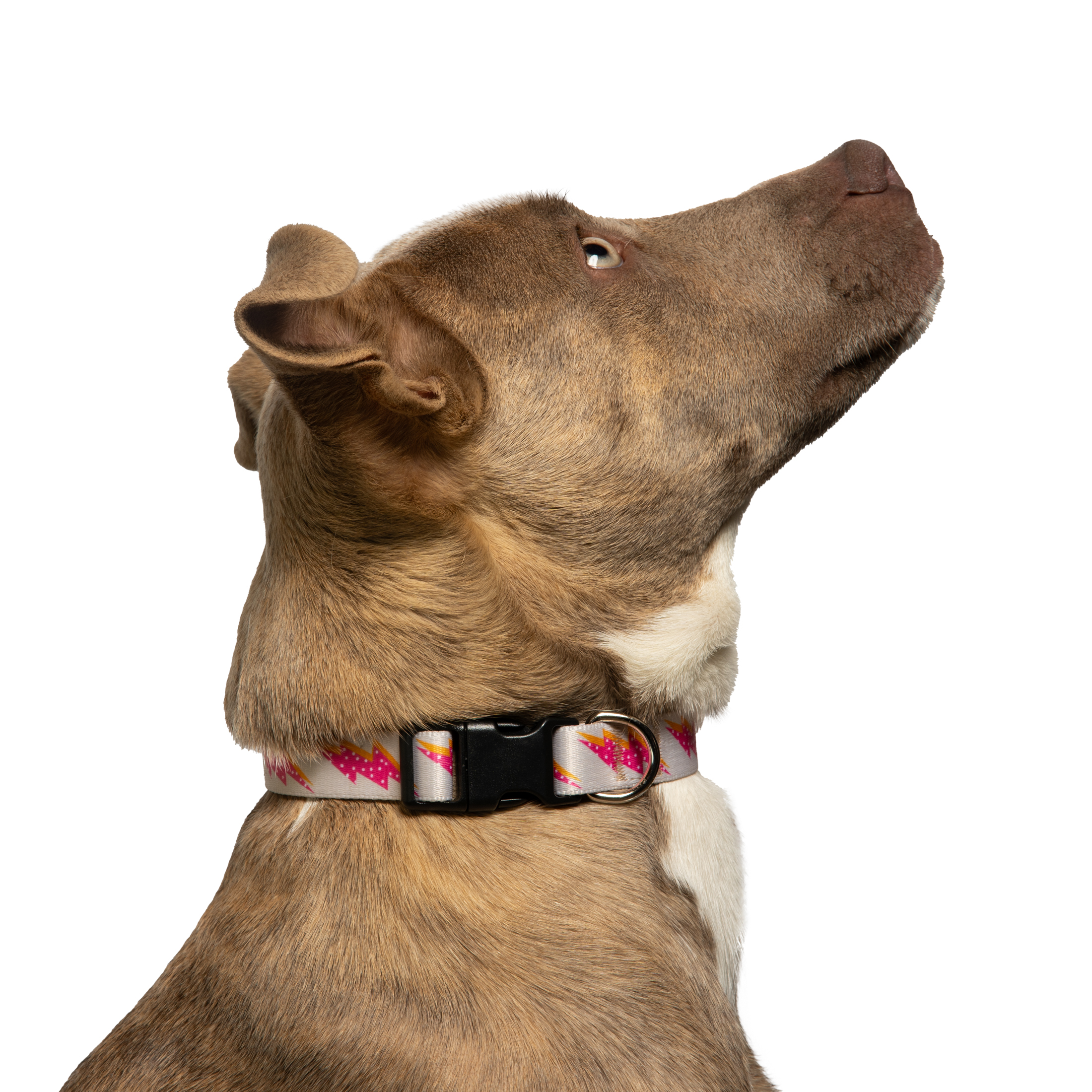 Vibrant Life Polyester Lightning Bolt Fashion Dog Collar, Pink, Small