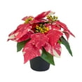 thumbnail image 1 of Planta de Pascua artificial navideña Flores artificiales navideñas Flores de imitación Estilo A, 1 of 9