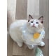 thumbnail image 4 of S encaje perlas perro gato pañuelos perro babero bufanda gato disfraces accesorios para gatito gatito cachorro perros pequeños multicolor, 4 of 5