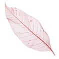 thumbnail image 4 of 50 hojas de magnolia natural esqueléticas para manualidades, tarjetas y álbumes de recortes., 4 of 9