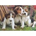 thumbnail image 1 of Beagle Welpen - Peinture Diamant DIY, 1 of 6