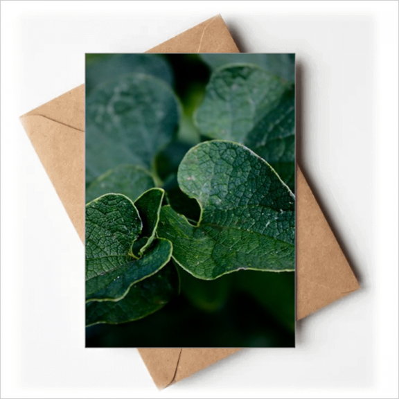 Dark Picture Nature Greeting Cards You are Invited Invitations