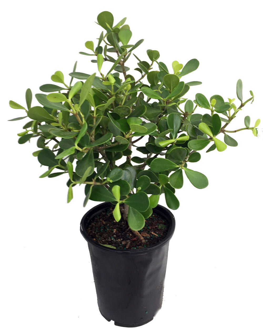 Twitter Tree - Clusia rosea - House Plant - 4